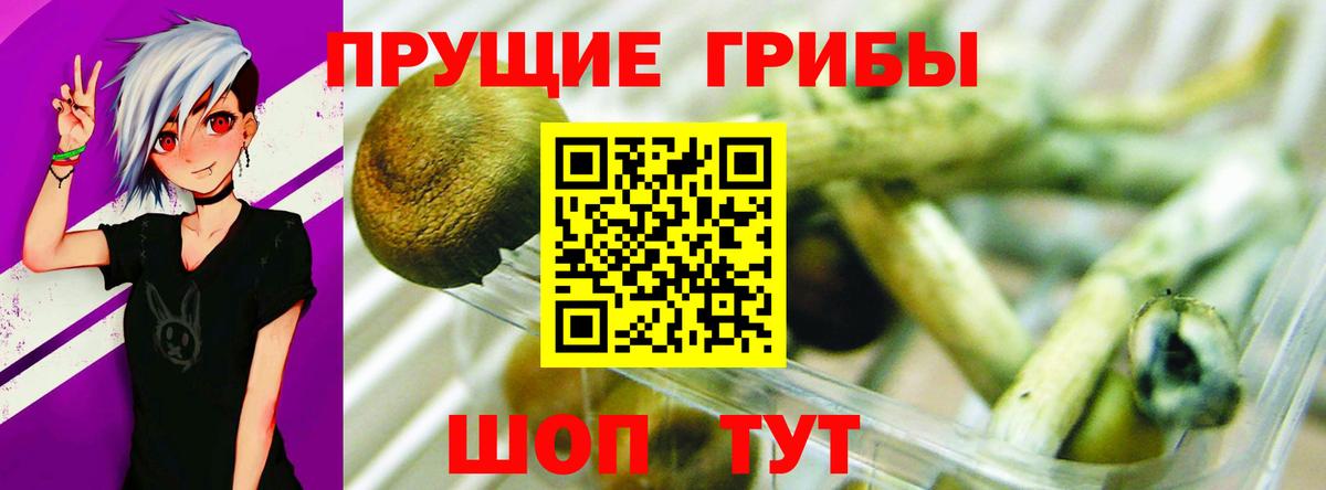 Псилоцибиновые грибы Psilocybe  Вход с VPN  Псилоцибиновые грибы мицелий  Бугуруслан 